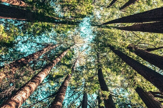 Nachhaltigkeit und Diversität: Warum diese Werte für Arthemos wichtig sind